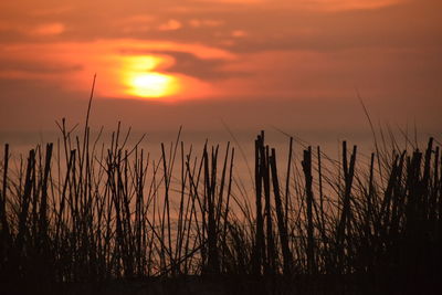 Close-up of silhouette plants on field against sunset sky