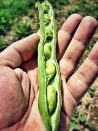 Close-up of cropped hand holding leaf