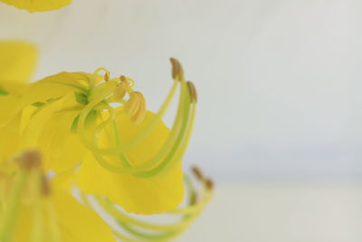 Close-up of yellow flower against white background