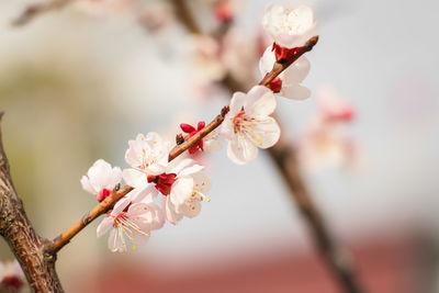 Close-up of cherry blossom