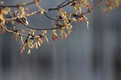 Close-up of cherry blossoms in spring