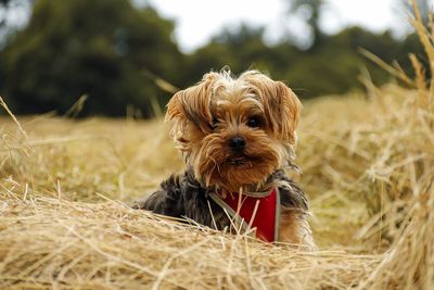 Portrait of dog on grass