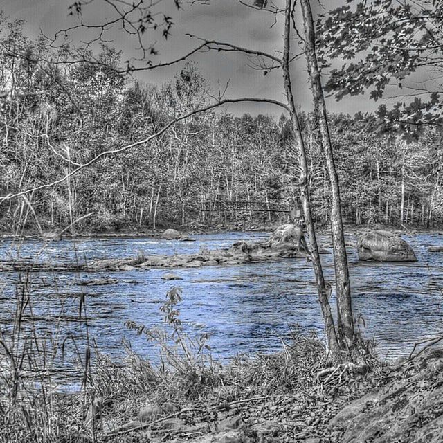 water, tree, tranquility, tranquil scene, lake, nature, scenics, bare tree, beauty in nature, lakeshore, tree trunk, branch, river, reflection, forest, day, sky, growth, riverbank, outdoors