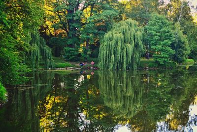 Reflection of trees in lake