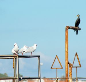 Seagulls perching on outdoor play equipment against clear sky