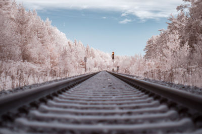 Surface level of railway tracks along trees