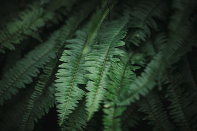 Close-up of fern leaves