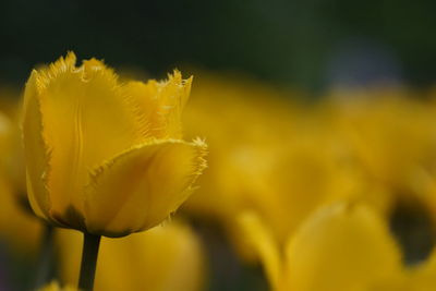 Close-up of yellow flower blooming outdoors