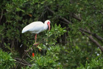 White ibis perching on plant