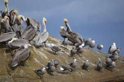 Pelicans and seagulls