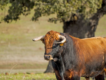 Close-up of cow standing on field