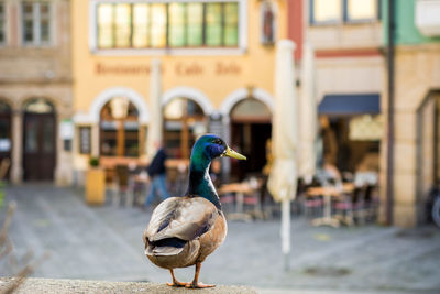 Close up of duck