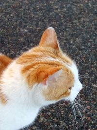 High angle view of cat lying down