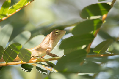 Close-up of a lizard on tree