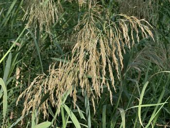 plant