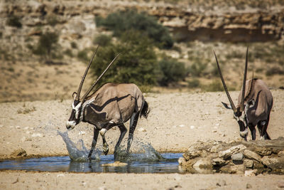 Horse cart in shallow water