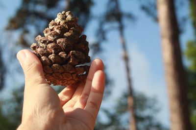 Close-up of hand holding pine cone at forest