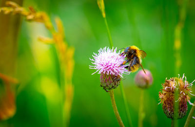 Close-up of bee pollinating on purple flower