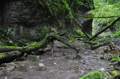 Trees growing in forest