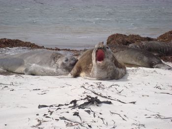 High angle view of seals relaxing at shore