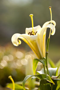 Close-up of white flowering plant