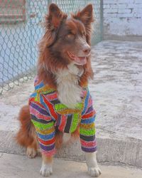 Dog looking away while standing outdoors