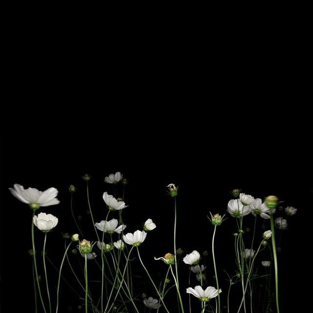 flower, freshness, growth, fragility, petal, plant, flower head, beauty in nature, stem, black background, white color, night, nature, blooming, copy space, studio shot, in bloom, close-up, botany, no people