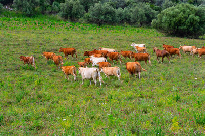 Sheep in a field