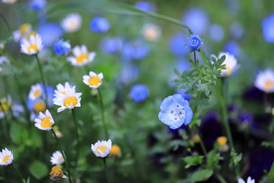 Close-up of purple flowering plants