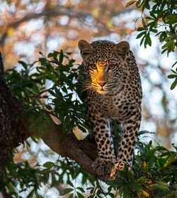 Low angle view of cat on tree