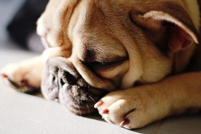 Close-up of french bulldog sleeping on floor at home