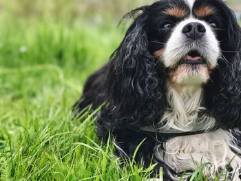 Close-up portrait of king charles spaniel sitting on grass