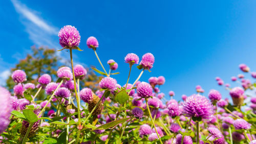 Close-up of pink flowering plants against blue sky