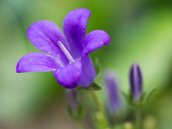 Close-up of purple flowering plant