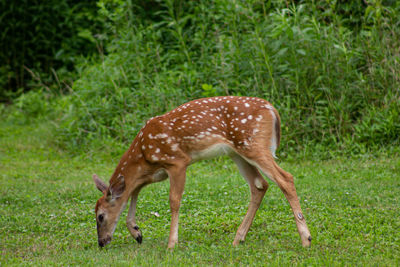 Fawn grazing in the meadow..