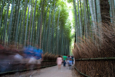 Man walking on road amidst trees