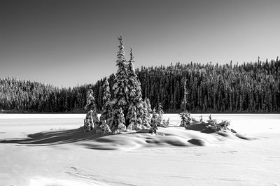 Pine trees on snow covered land against sky