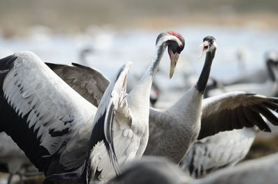 Cranes dancing at lake hornborga