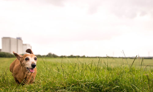 Dog in a field