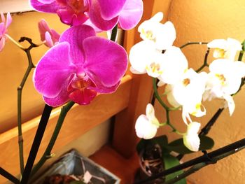 Close-up of pink orchids on table