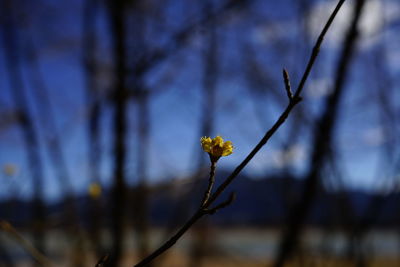 Close-up of flowering plant