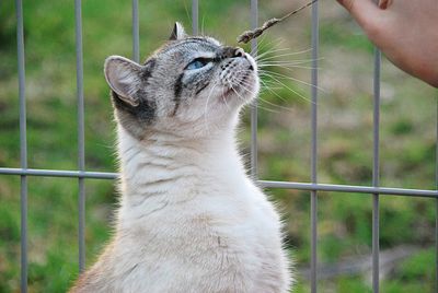 Close-up of a cat looking away