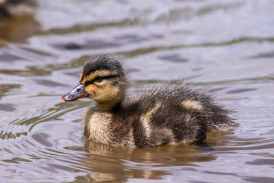 Close-up of duck swimming in lake