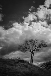 Bare tree on field against sky