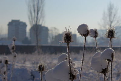 Close-up of wilted plant against sky during winter