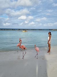 View of birds on beach