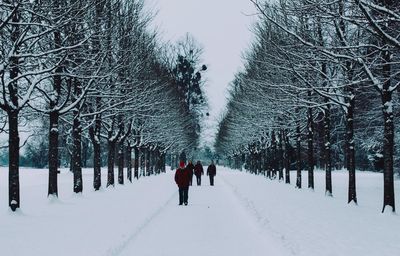 Snow covered trees on landscape