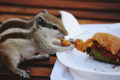 Close-up of chipmunk by food on table