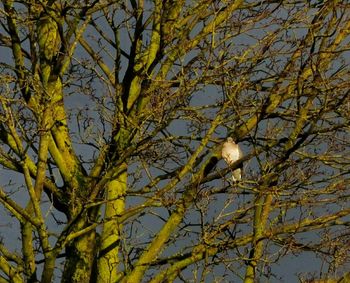 Low angle view of bird perching on tree against sky