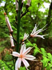 Close-up of plant against blurred background